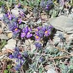 Linaria alpina Kvet