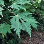 Acer palmatum Ліст