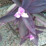 Tradescantia pallida ᱮᱴᱟᱜ