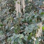 Garrya elliptica Habit