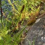 Carex cuprina Blomst
