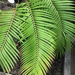 Encephalartos trispinosus 葉