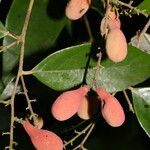 Licania hypoleuca Fruit