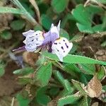 Linaria amethystea 花