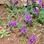 Vicia eriocarpa Habitus