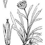 Phyteuma serratum Muu