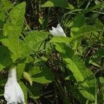 Calystegia spithamaea Leaf