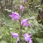 Cephalanthera rubra Virág