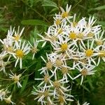 Doellingeria umbellata Flower