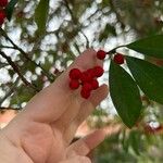 Ilex cassine Fruto