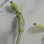 Silene succulenta Bloem