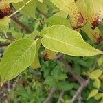 Cephalanthus occidentalis Leaf