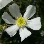 Ranunculus platanifolius Fula