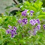 Duranta erectaFlower