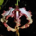 Monodora tenuifolia Flor