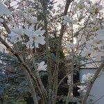 Magnolia stellata Bark