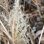 Miscanthus sinensis Fruit