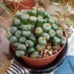 Conophytum velutinum Leaf