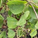 Cissus rotundifolia Lapas