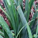 Iris unguicularis Blad