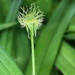 Geum laciniatum Fruit