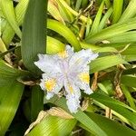 Iris japonica Cvet