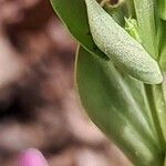 Centaurium tenuiflorum Лист