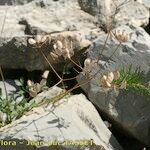 Heracleum pumilum Libunga