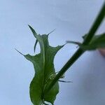 Crepis capillaris 葉