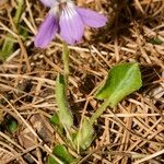 Viola collina Alkat (teljes növény)