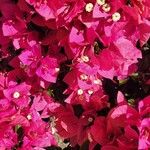 Bougainvillea glabraBloem