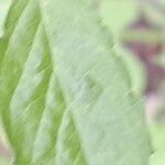 Pycnanthemum pycnanthemoides Hoja