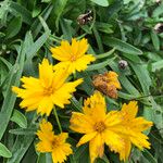 Coreopsis grandiflora ফুল