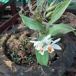 Coelogyne nitidaപുഷ്പം