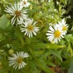 Symphyotrichum lanceolatumVirág