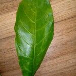 Terminalia superba Hoja