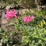 Nerine sarniensis Yeri