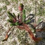 Euphorbia paralias Habitat