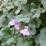 Cymbalaria muralisFleur