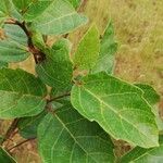 Ficus mucuso Leaf