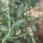 Raphanus sativus 整株植物