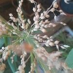 Panicum miliaceum Blatt