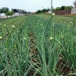 Allium sativum Plod