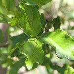 Combretum apiculatum Leaf