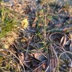 Carex humilis Floro