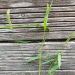 Setaria verticillata Blatt