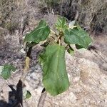 Uncarina stellulifera Leaf