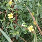 Potentilla erecta फूल