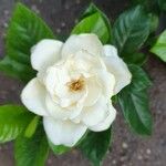 Gardenia jasminoidesFlor