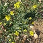 Sisymbrium loeselii Habit